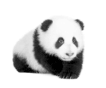 Algoritmus Panda