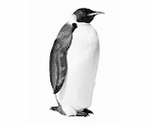 Algoritmus Tučniak